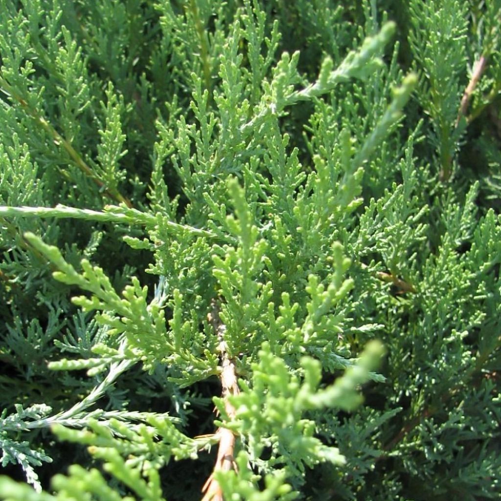 Juniperus x pfitzeriana Hetzii