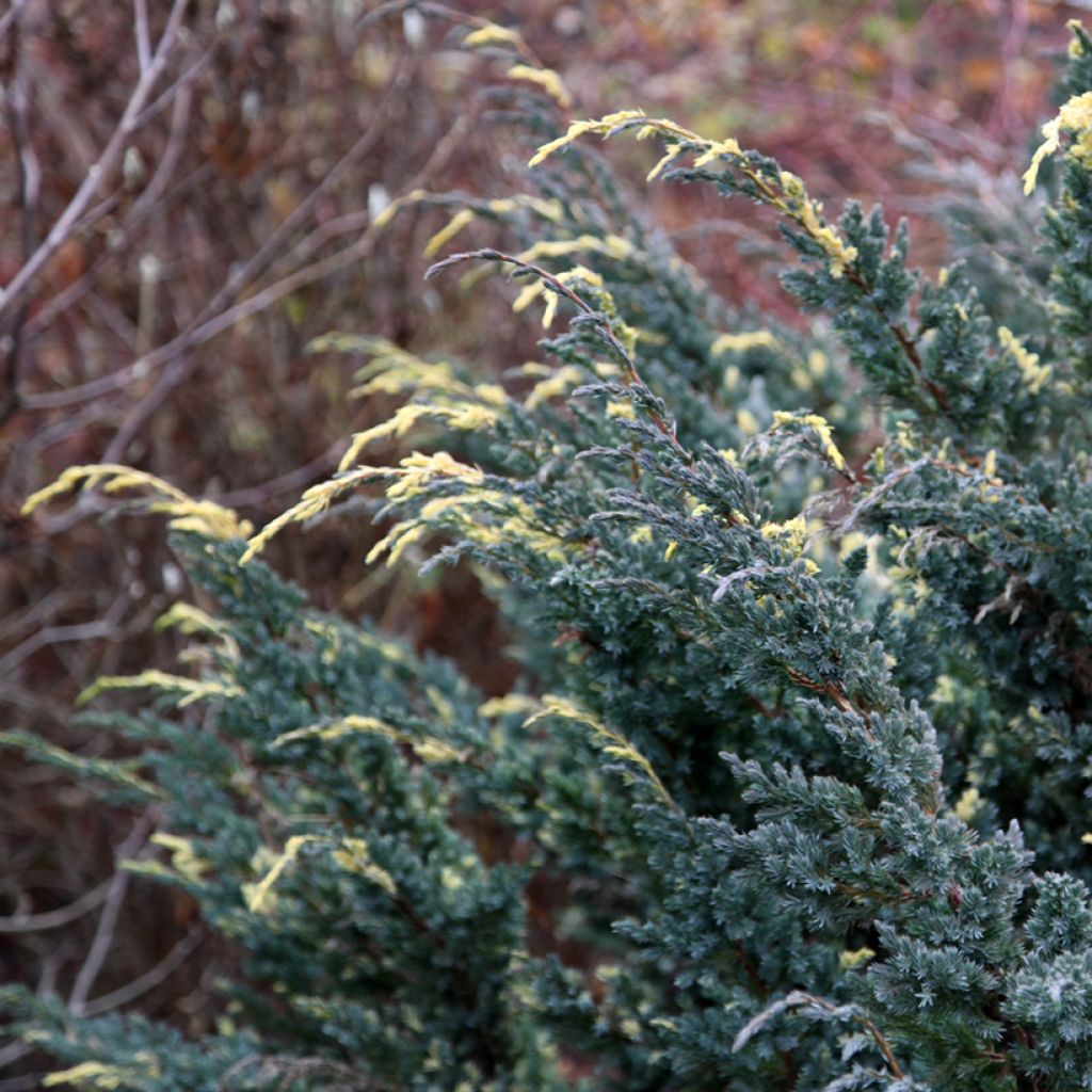 Juniperus squamata Golden Flame