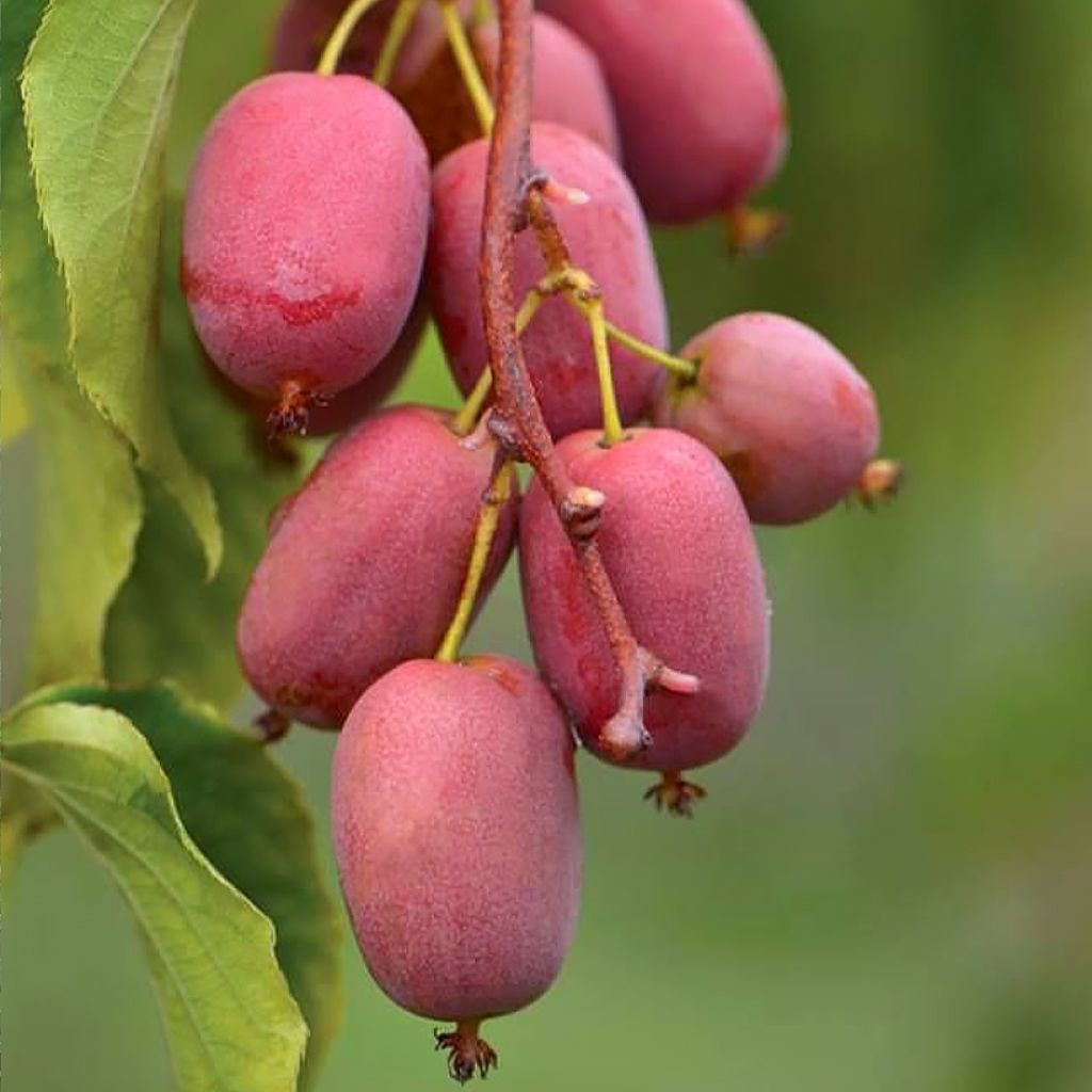 Actinidia arguta Pink Jumbo