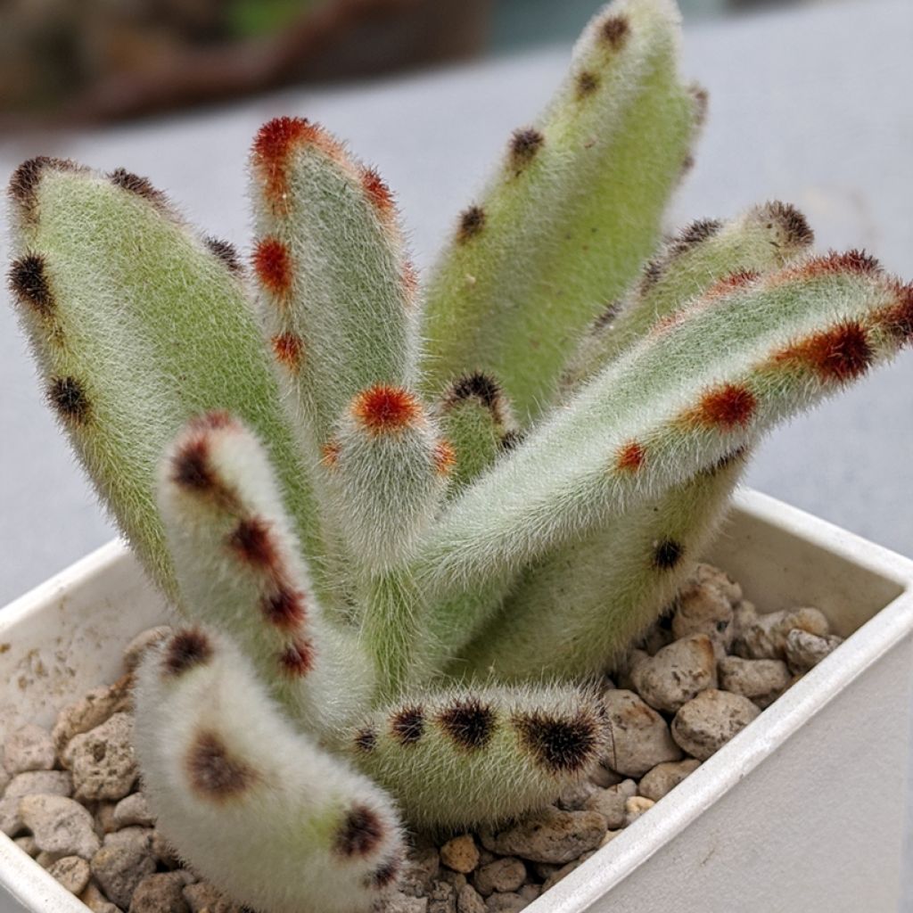 Kalanchoe tomentosa