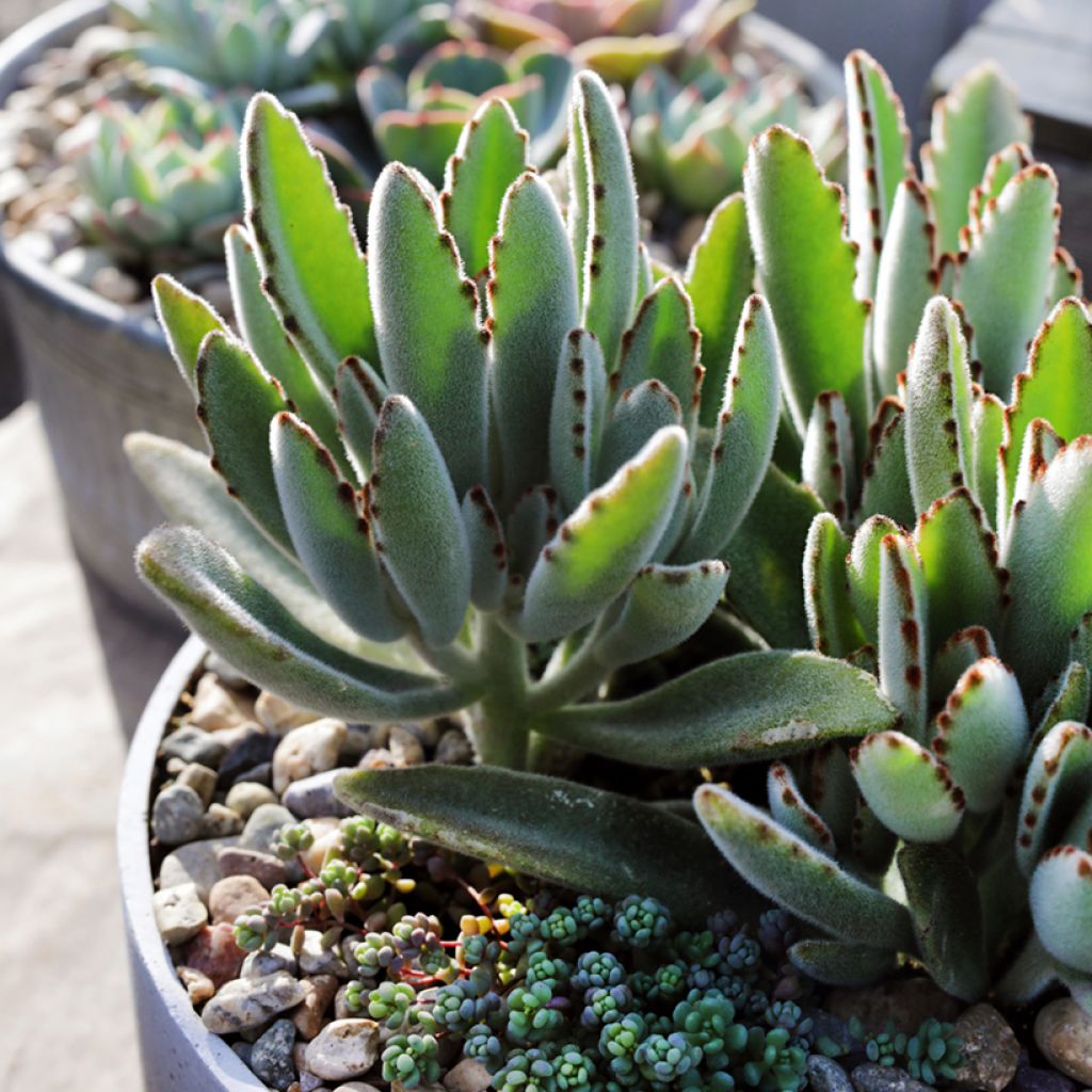 Kalanchoe tomentosa