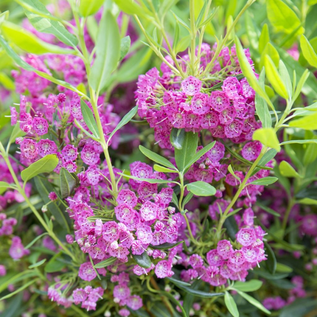 Kalmia angustifolia Rubra - Sheep Laurel