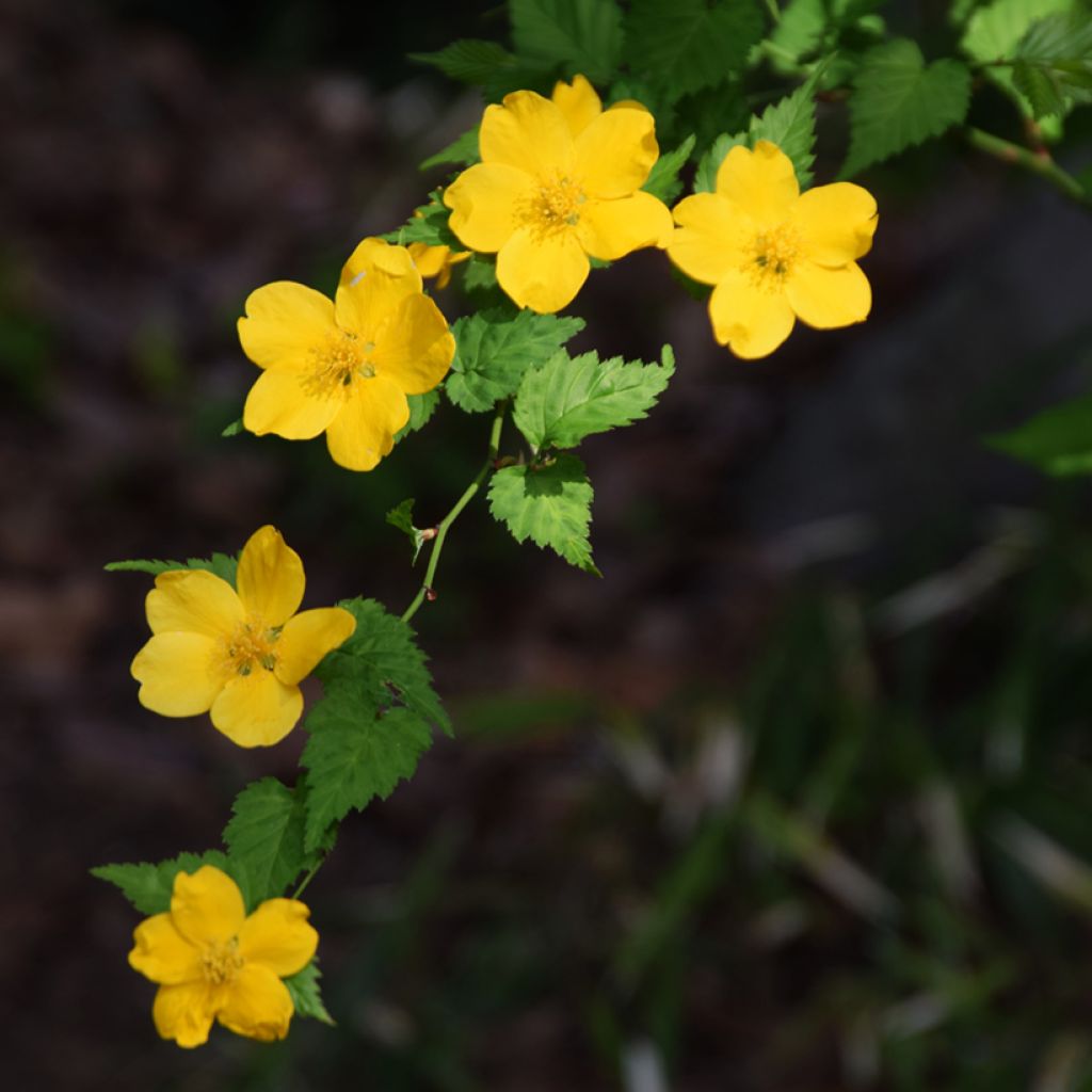 Kerria japonica Golden Guinea - Japanese Rose