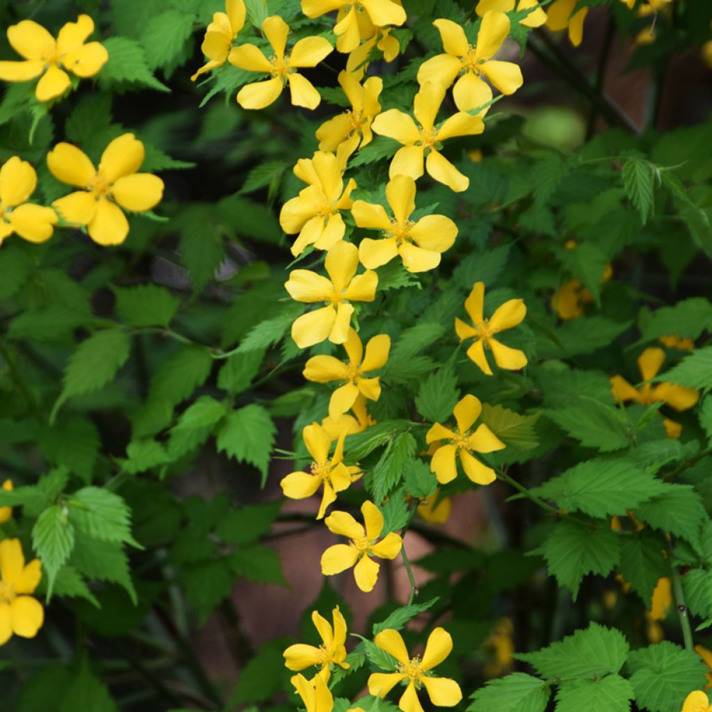 Kerria japonica Golden Guinea - Japanese Rose