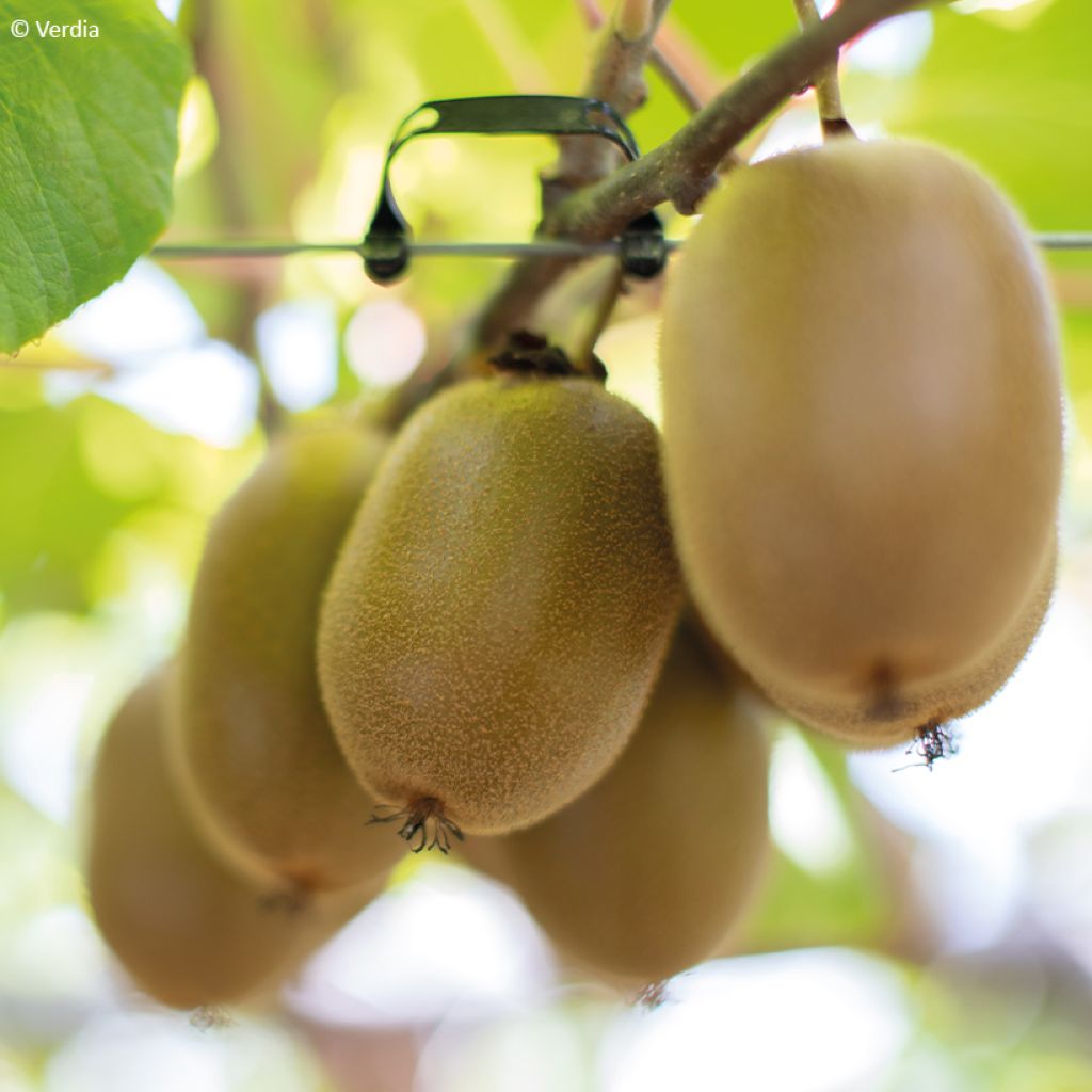 Kiwi Plant kiw'Happy (female)  - Actinidia deliciosa