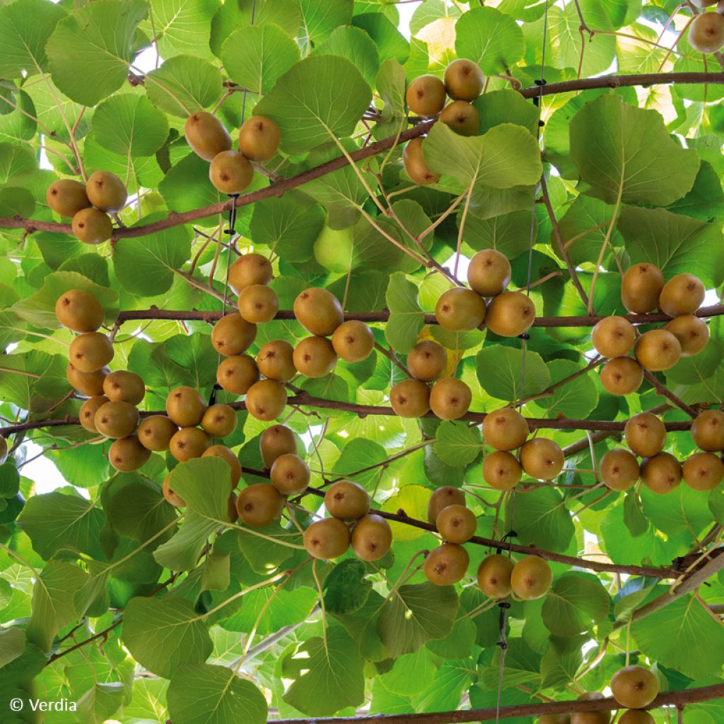 Kiwi Plant kiw'Happy (female)  - Actinidia deliciosa