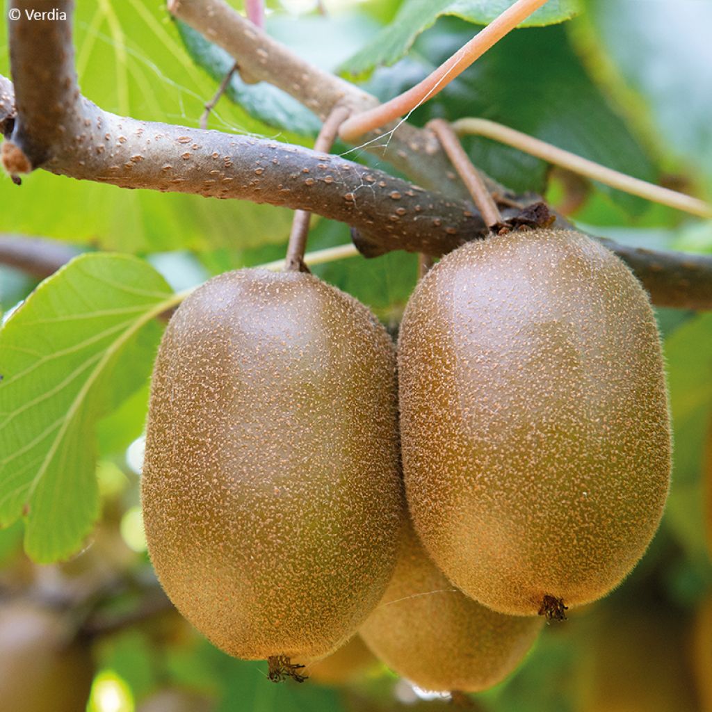 Kiwi Plant kiw'Happy (female)  - Actinidia deliciosa