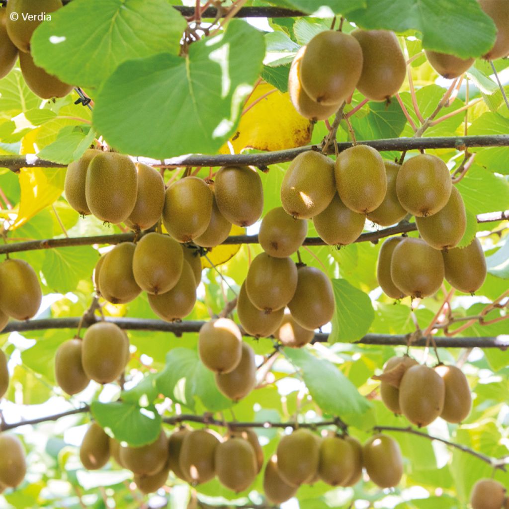 Kiwi Plant kiw'Happy (female)  - Actinidia deliciosa