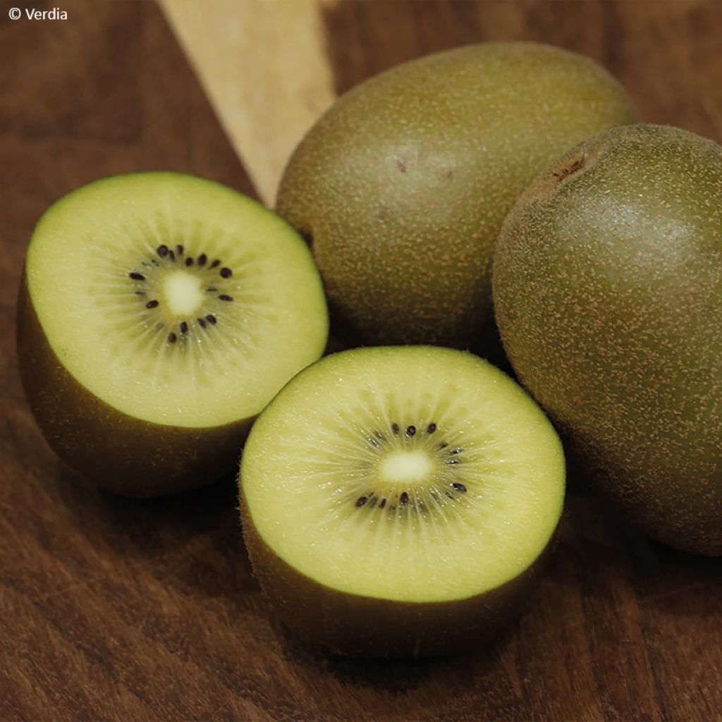 Kiwi Plant kiw'Happy (female)  - Actinidia deliciosa