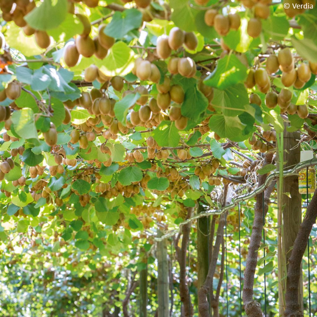 Kiwi Plant kiw'Happy (female)  - Actinidia deliciosa