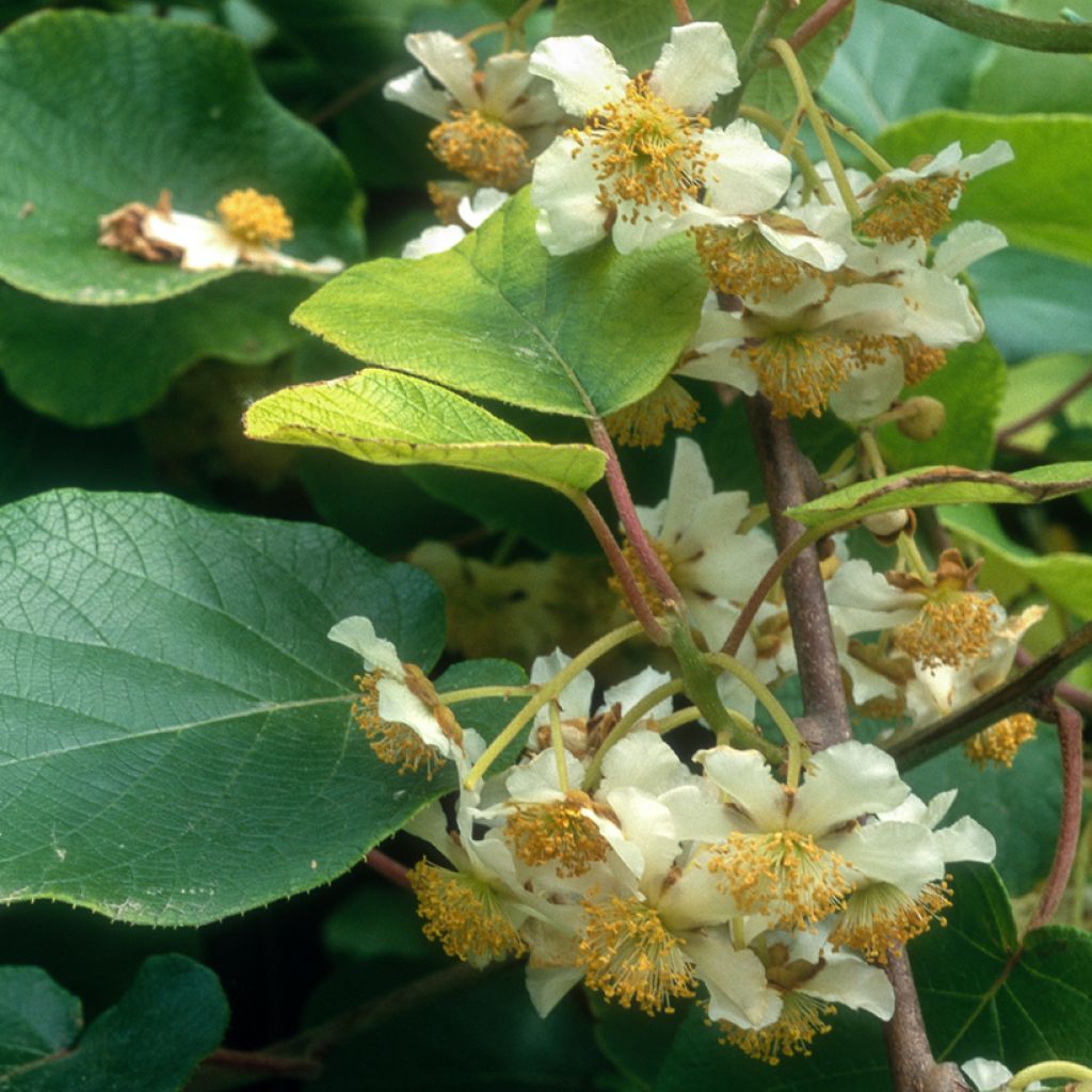 Kiwi Plant kiw'Happy (male)  - Actinidia deliciosa