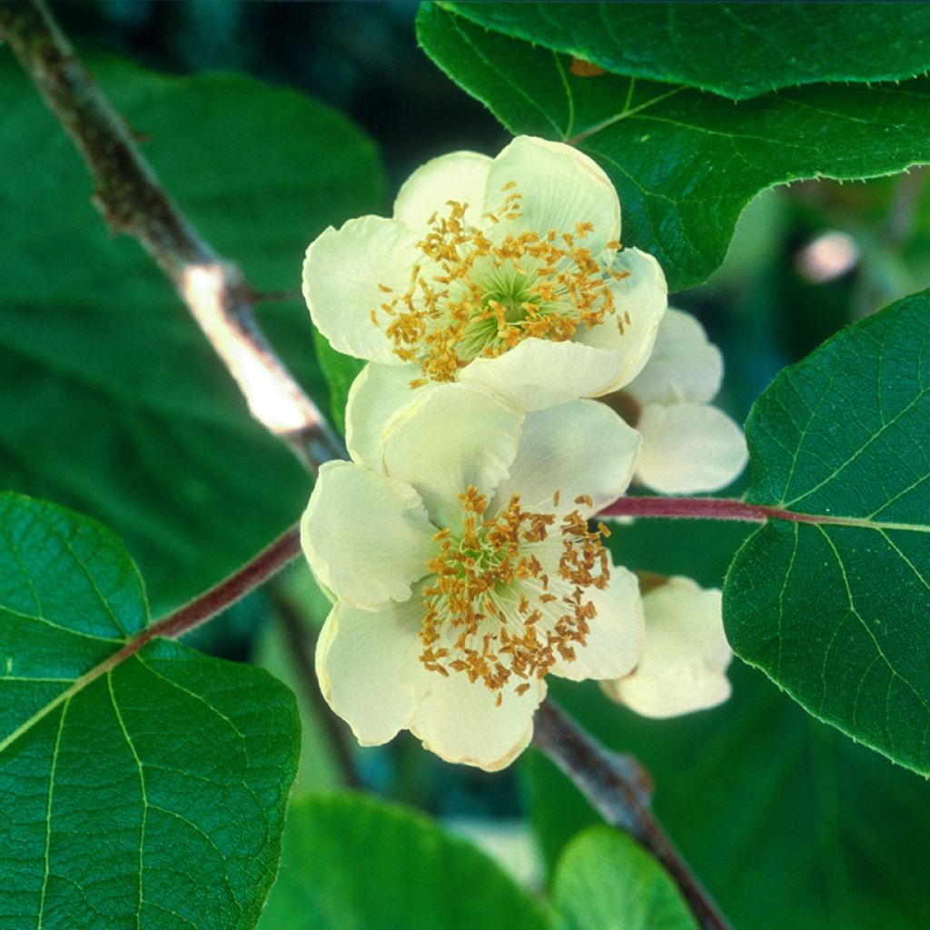 Kiwi Plant kiw'Happy (male)  - Actinidia deliciosa