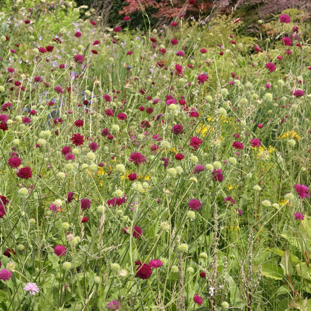 Knautia macedonica