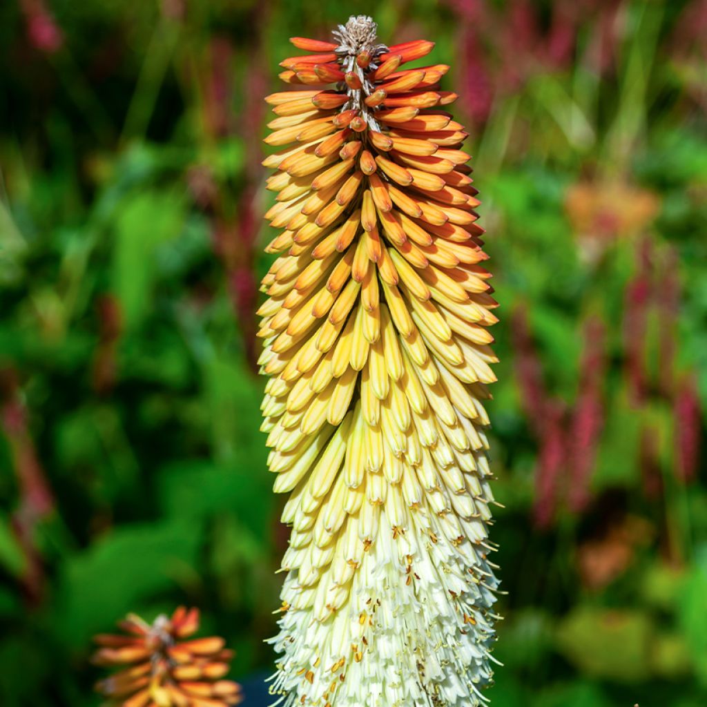 Kniphofia rooperi Cobra - Red Hot Poker