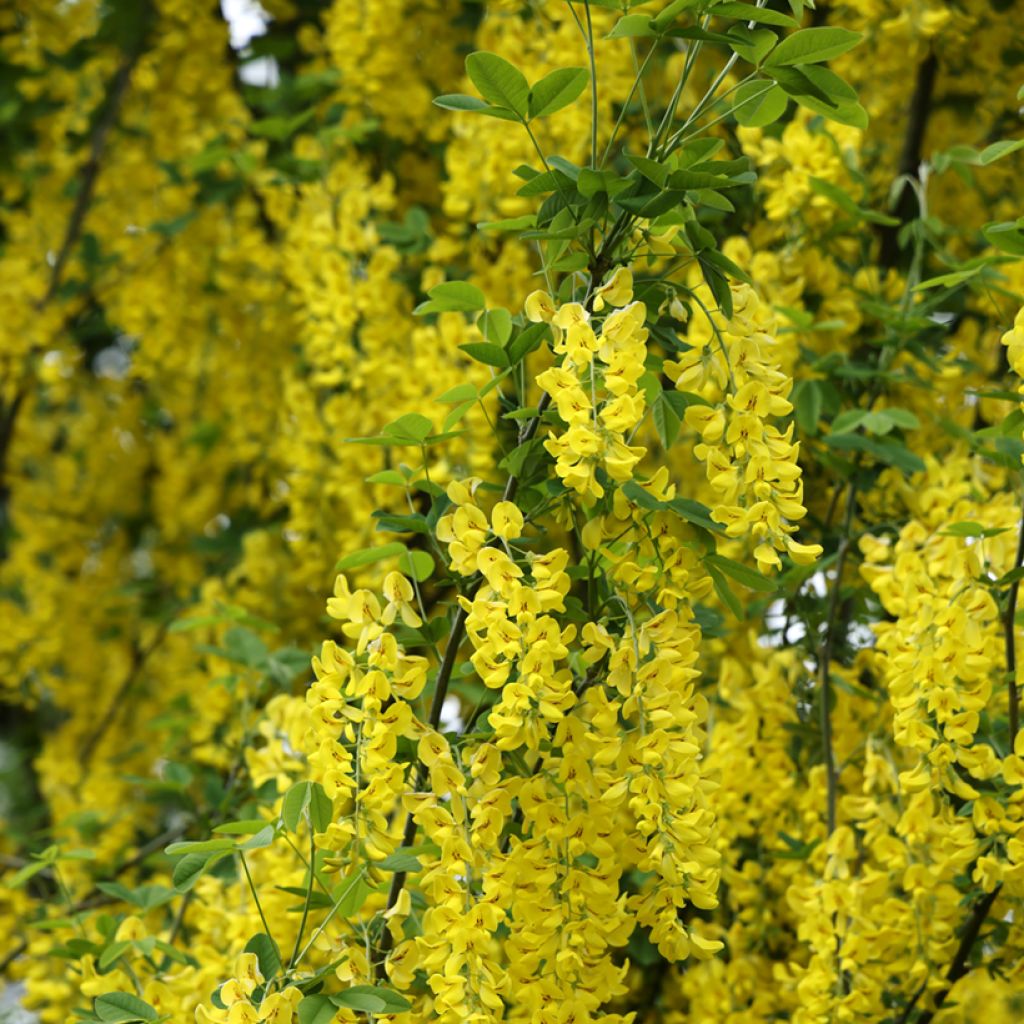 Laburnum anagyroides Yellow Rocket