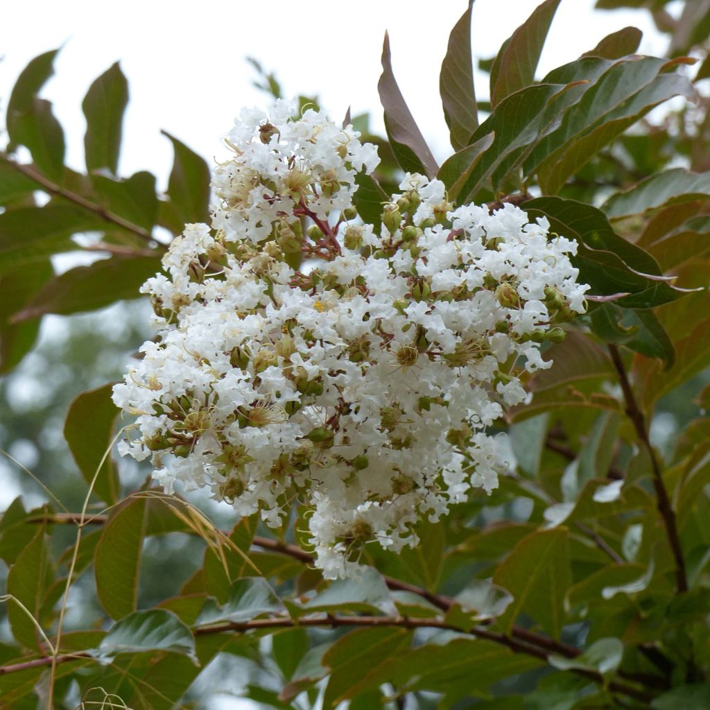 Lagerstroemia indica Nivea - Crape Myrtle