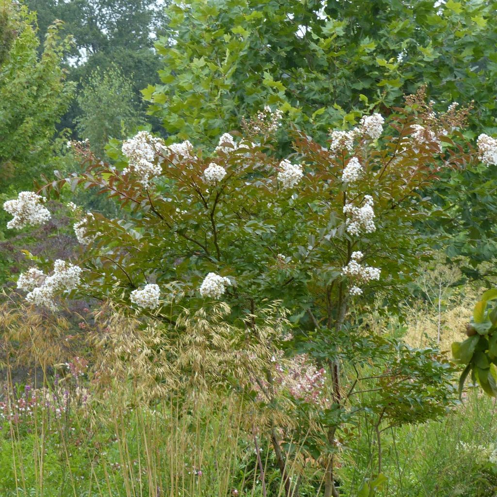 Lagerstroemia indica Nivea - Crape Myrtle