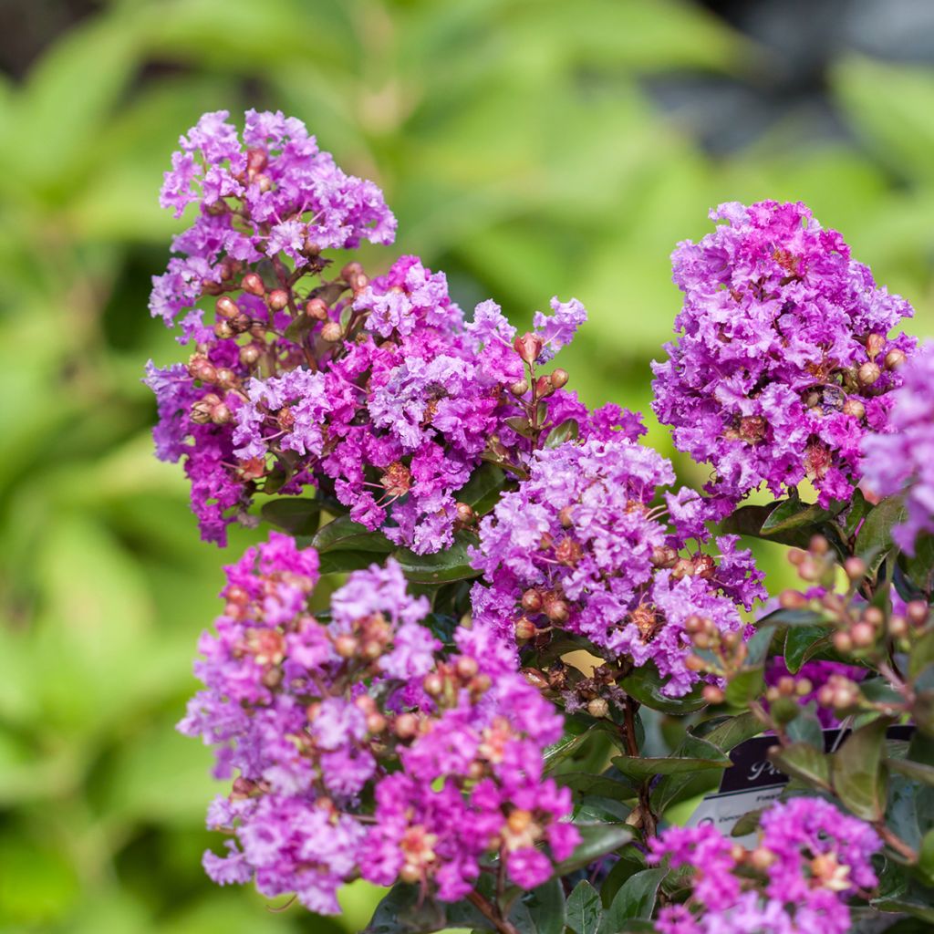 Lagerstroemia indica Purple Magic - Crape Myrtle