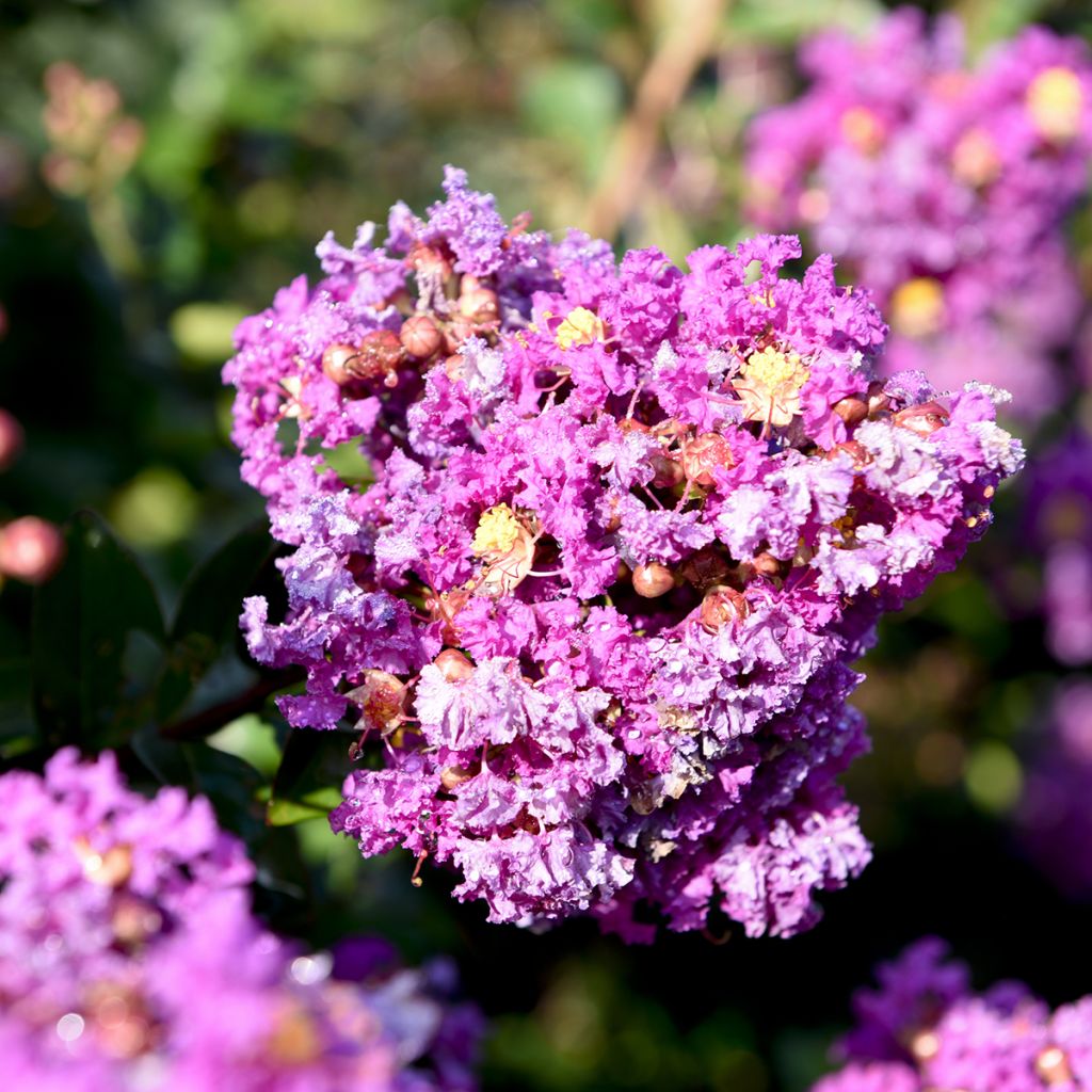 Lagerstroemia indica Purple Magic - Crape Myrtle