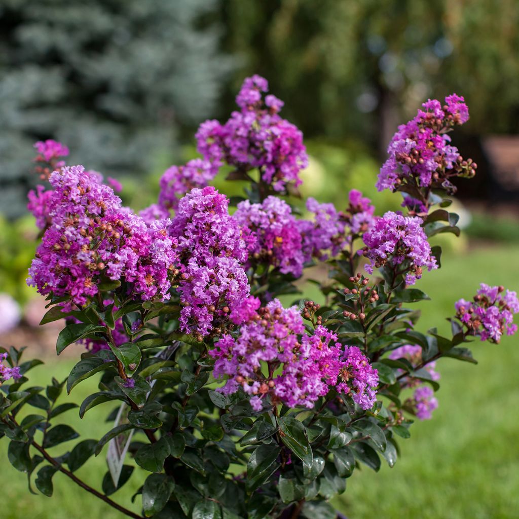 Lagerstroemia indica Purple Magic - Crape Myrtle