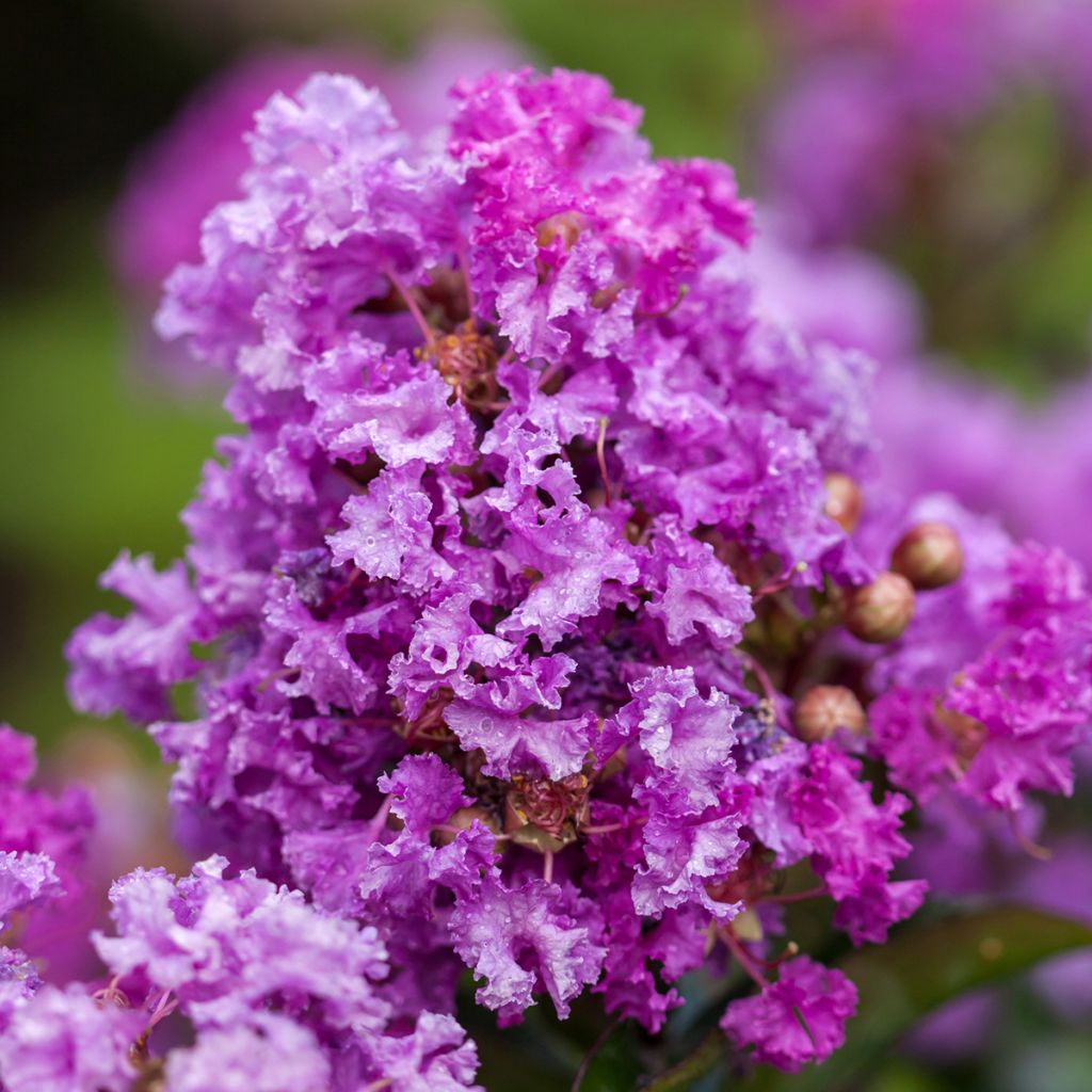 Lagerstroemia indica Purple Magic - Crape Myrtle