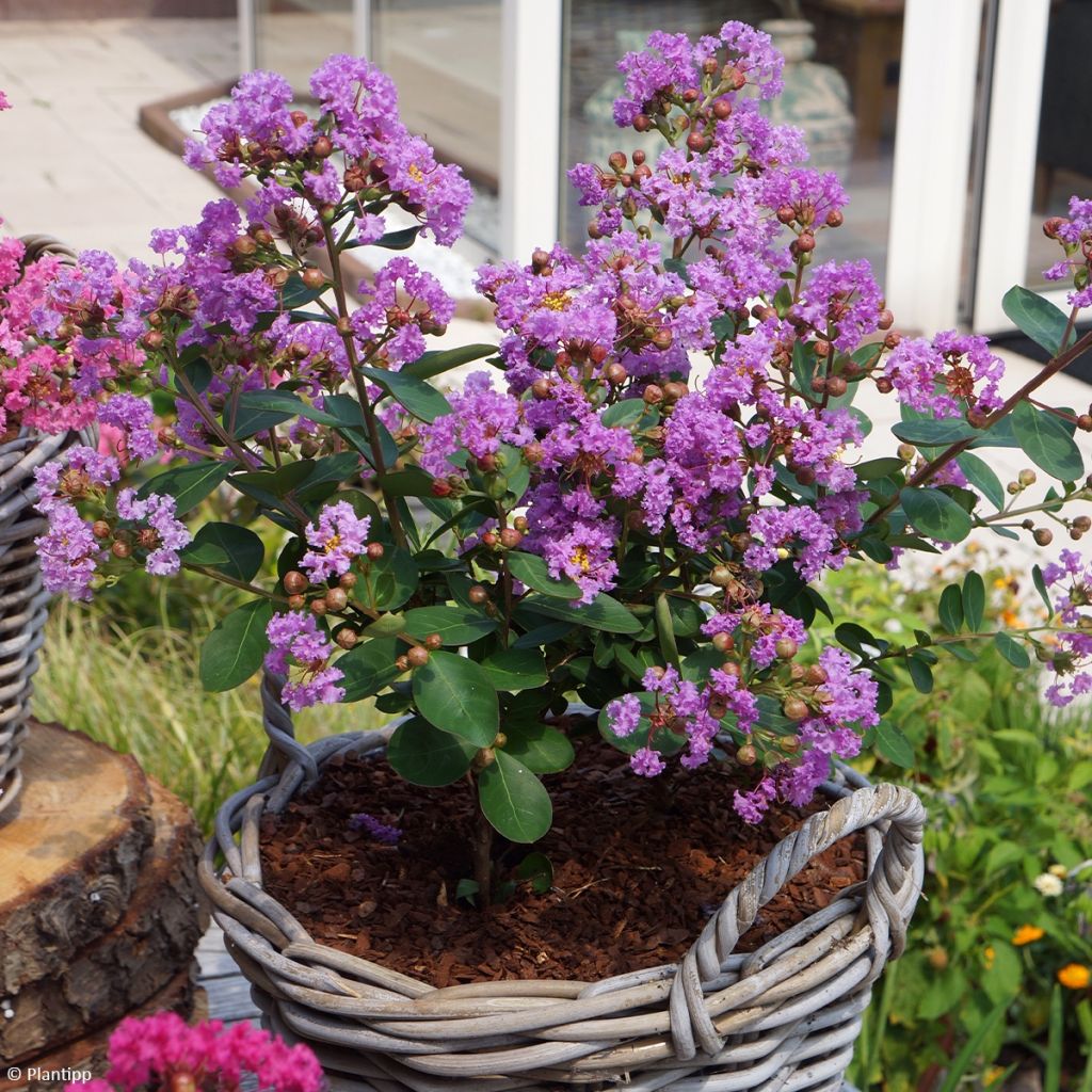 Lagerstroemia indica Eternal with Love - Crape Myrtle