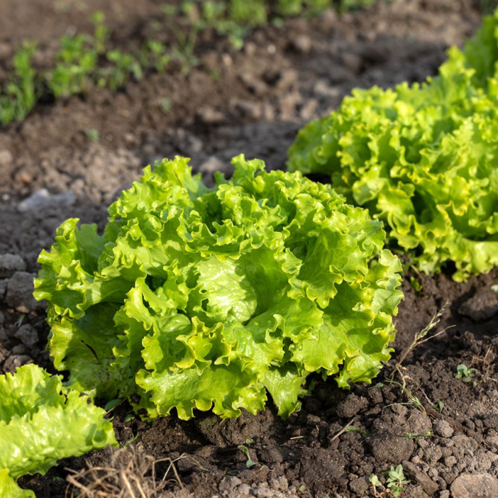 Lactuca sativa Blonde de Paris seeds - Lettuce