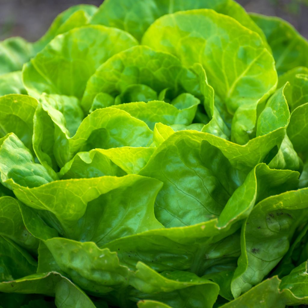 Butterhead Lettuce Winter Wonder organic seeds