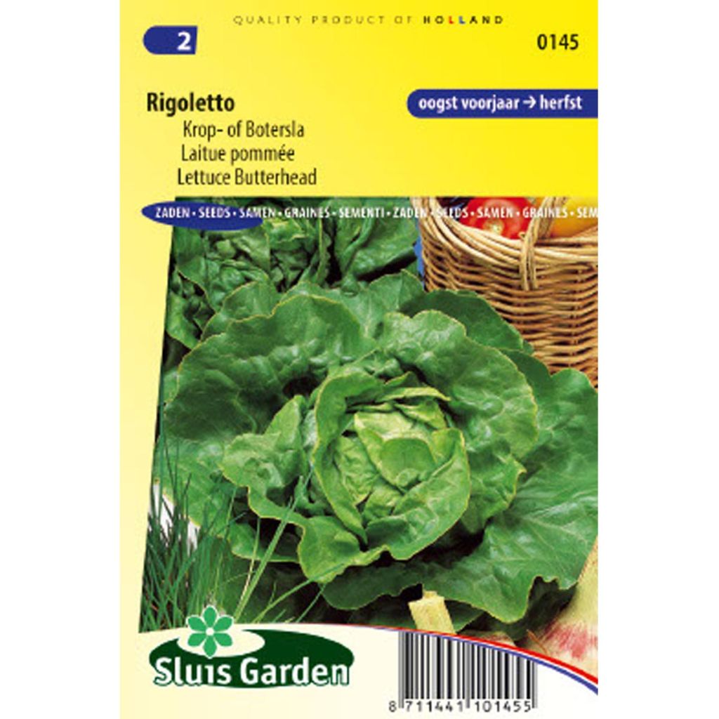 Butterhead Lettuce Rigoletto - Lactuca sativa