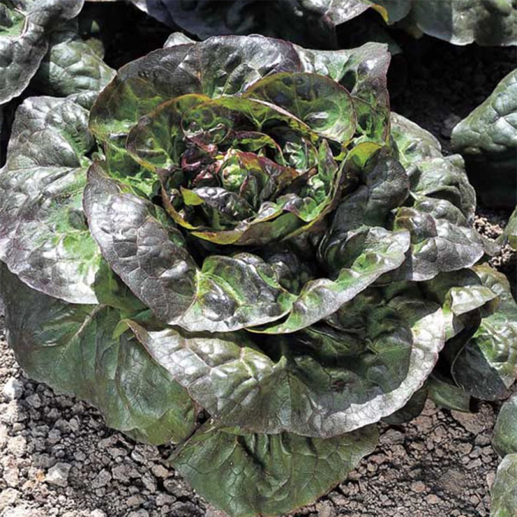 Batavian Lettuce Red Cardinale - Lactuca sativa