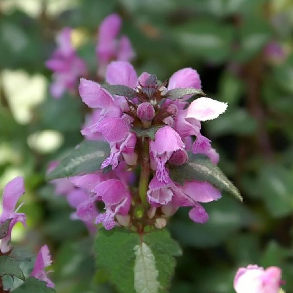 Lamium maculatum Chequers - Spotted Deadnettle