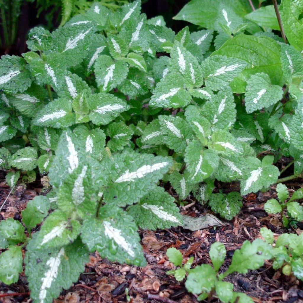 Lamium maculatum Chequers - Spotted Deadnettle