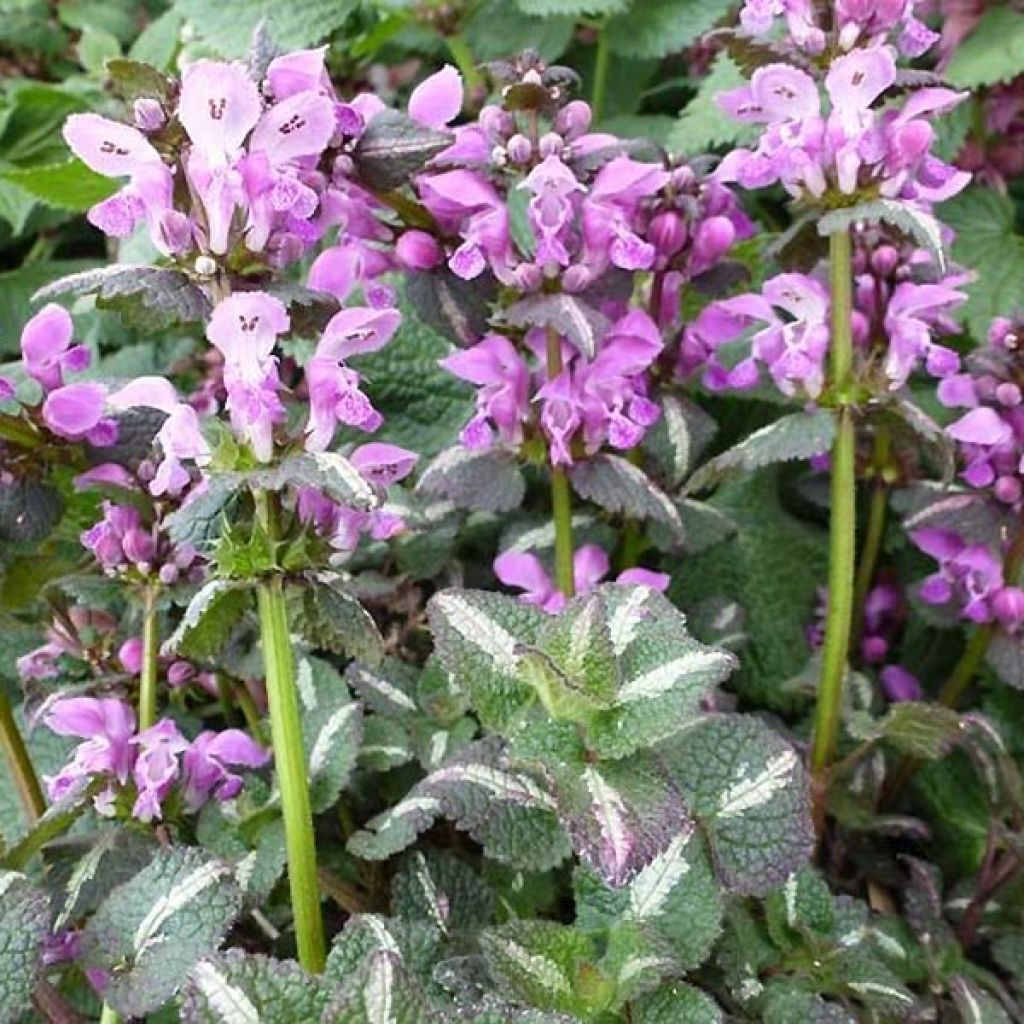 Lamium maculatum Chequers - Spotted Deadnettle