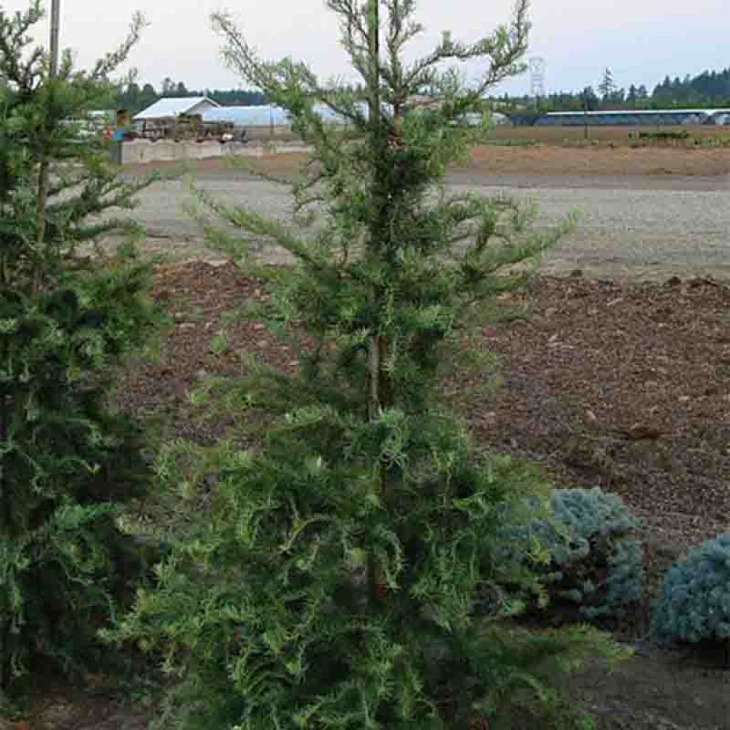 Larix kaempferi Diana - Larch