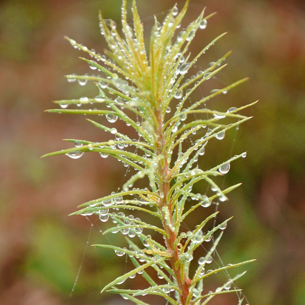 Larix kaempferi Magic Gold - Japanese Larch