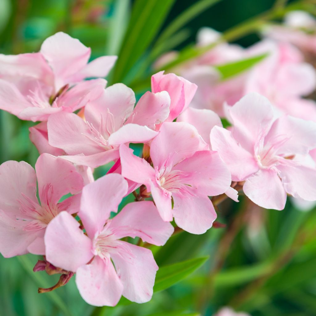 Nerium oleander Caro