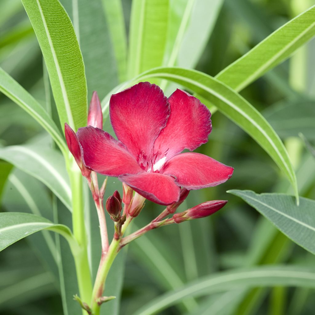 Nerium oleander Jannoch