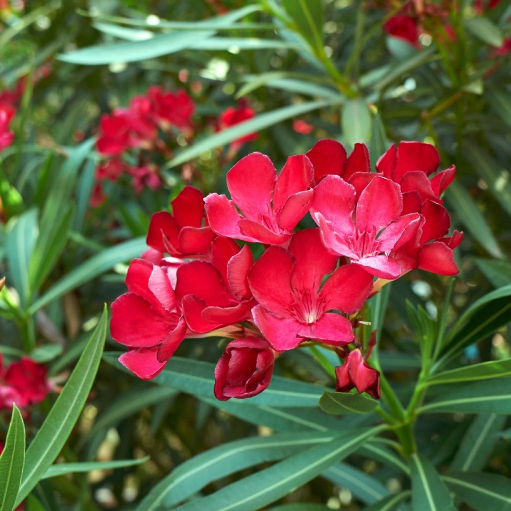 Rose Bay - Nerium oleander Red Single