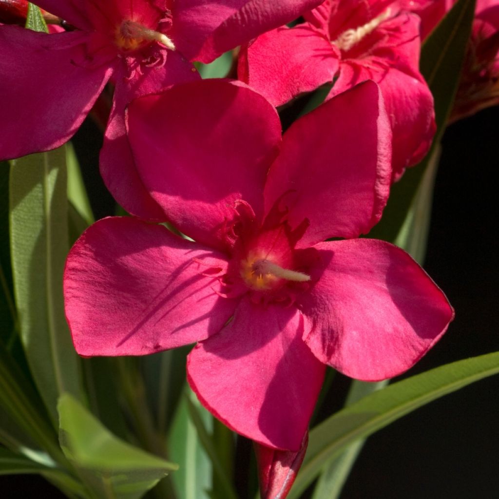 Rose Bay - Nerium oleander Red Single