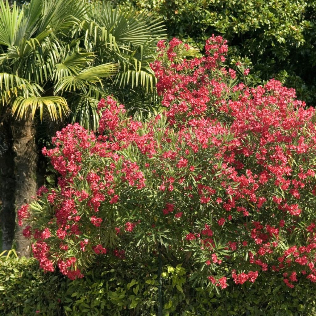 Rose Bay - Nerium oleander Red Single