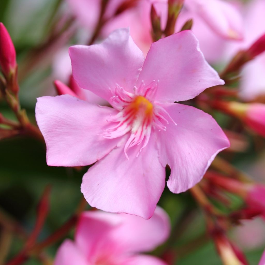 Nerium oleander - Rose Bay