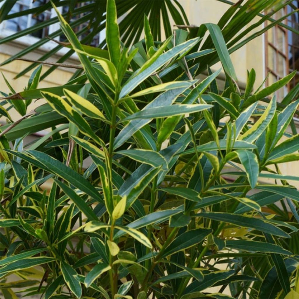 Laurier rose Variegata - Nerium oleander