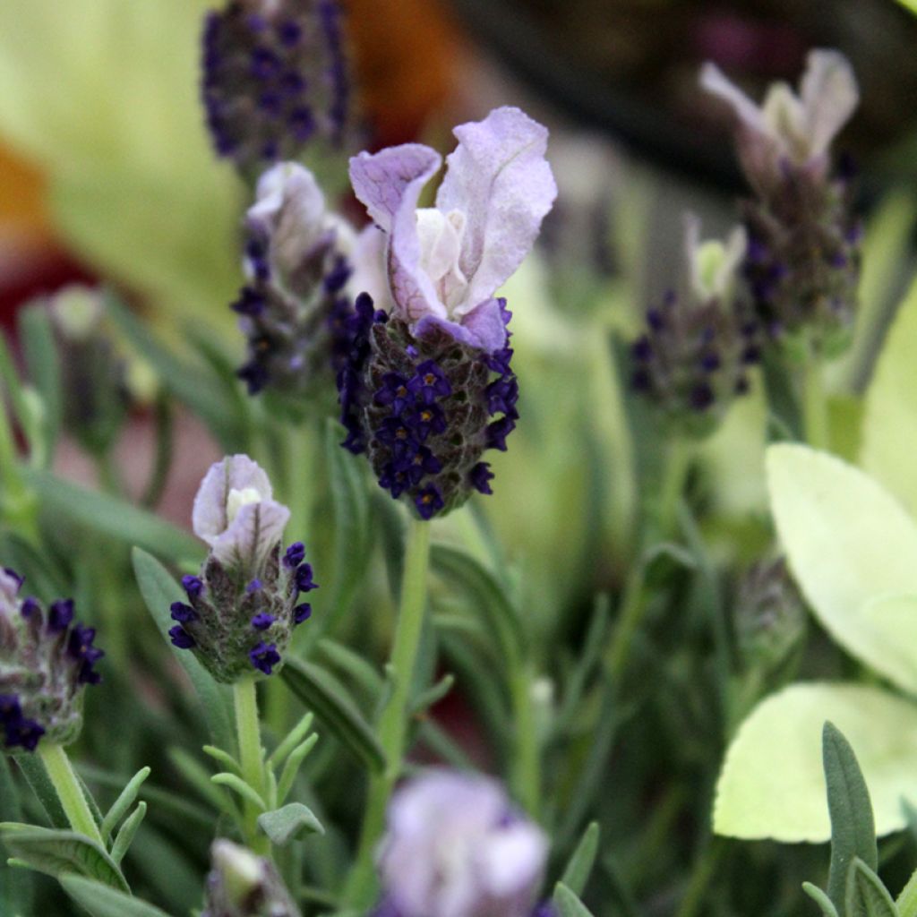 Lavandula stoechas Madrid Purple - French Lavender