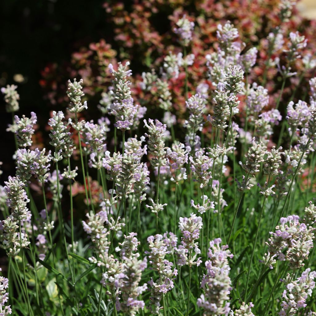 Lavandula angustifolia Loddon Pink