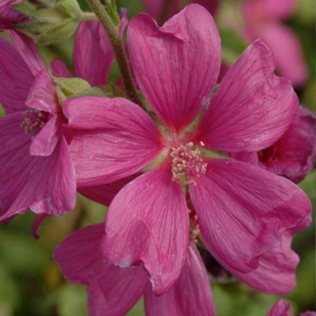 Lavatera CHAMALLOW - Tree mallow