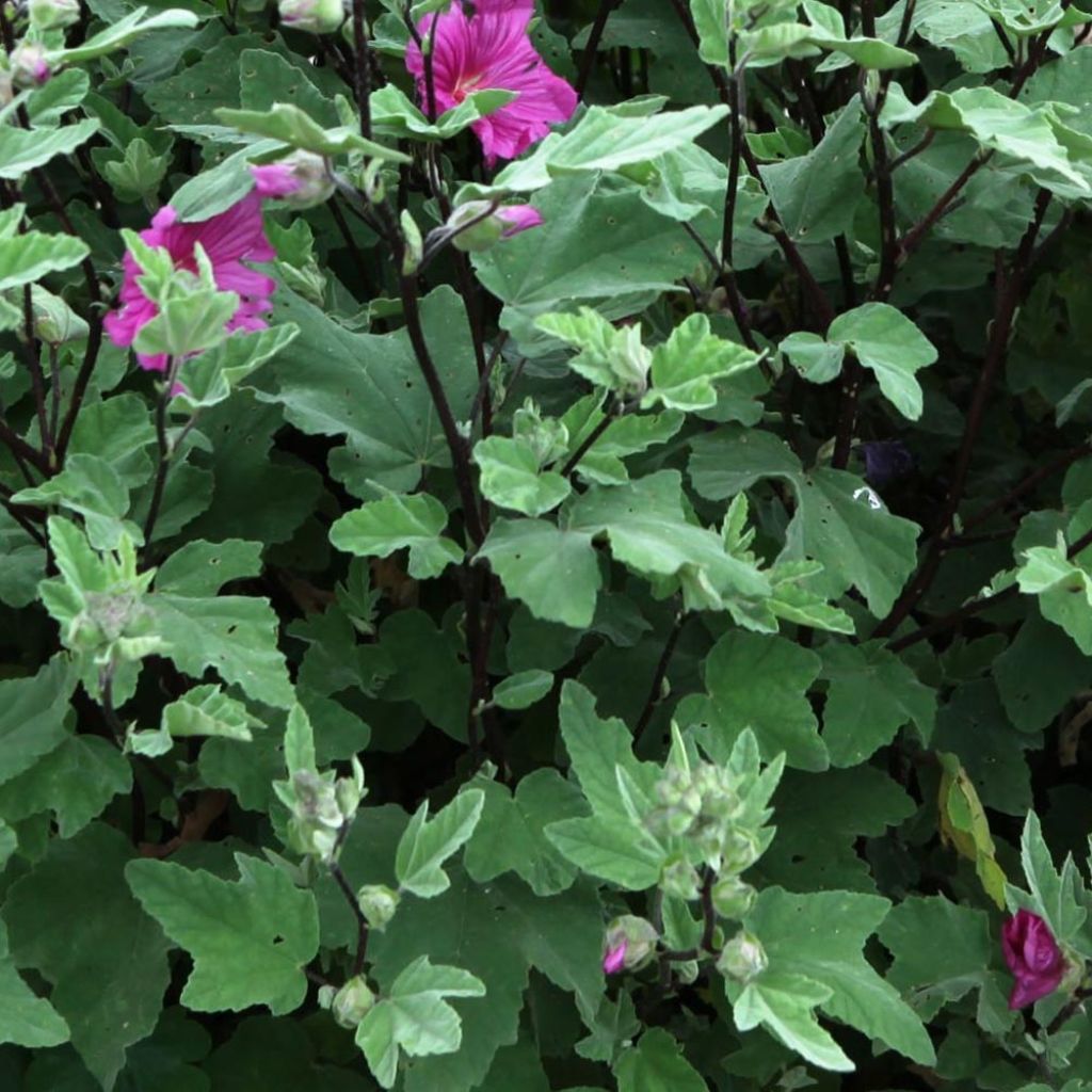 Lavatera thuringiaca Red Rum - Lavatère arbustive