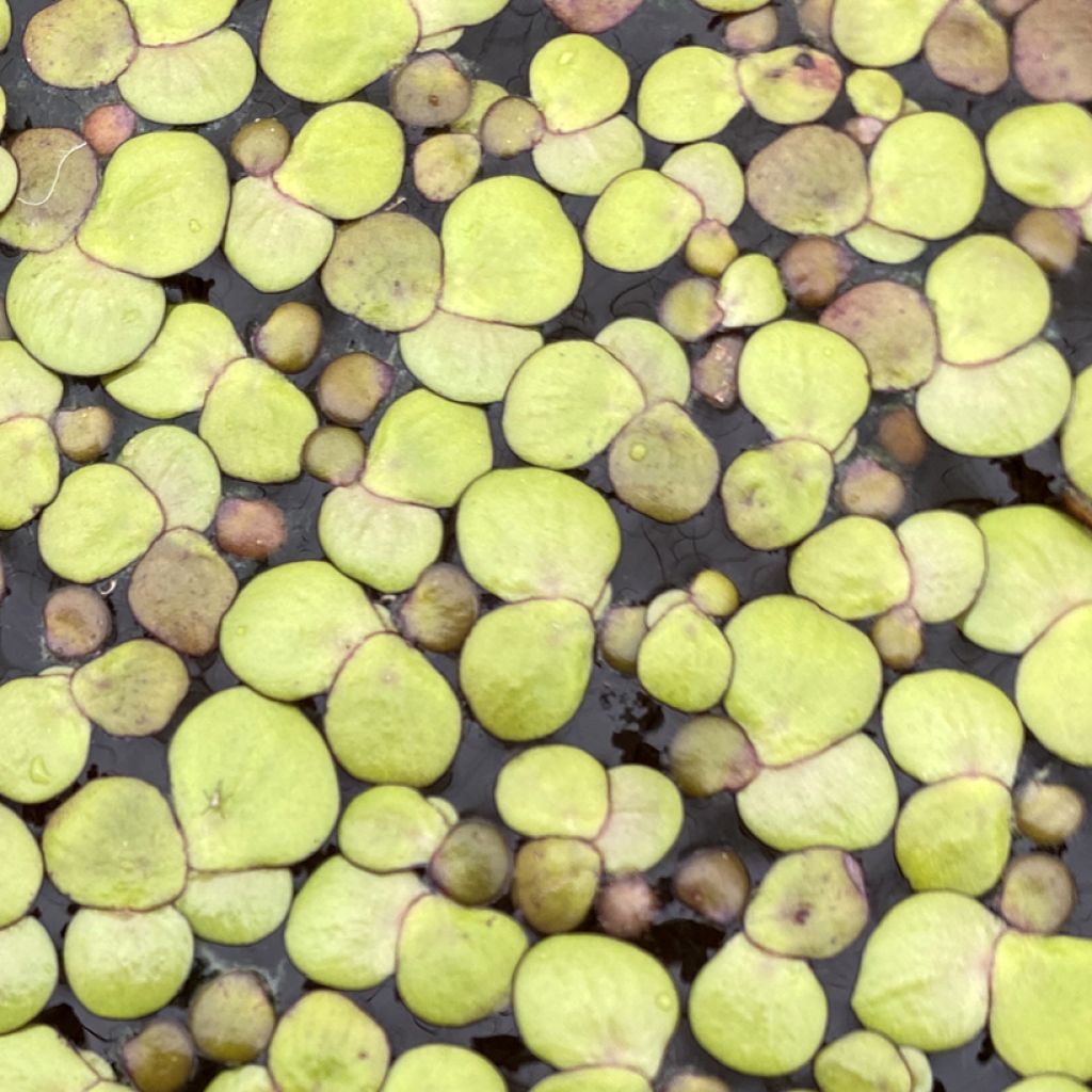 Spirodela polyrhiza - Duckweed