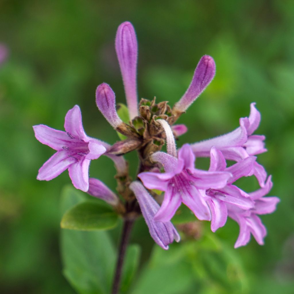 Leptodermis oblonga Summer Stars