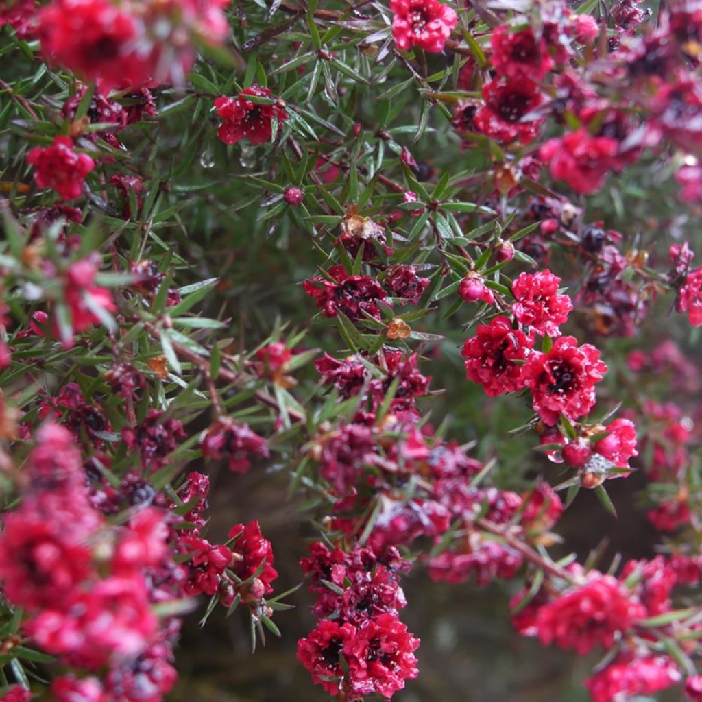 Leptospermum scoparium Red damask - Tea-tree