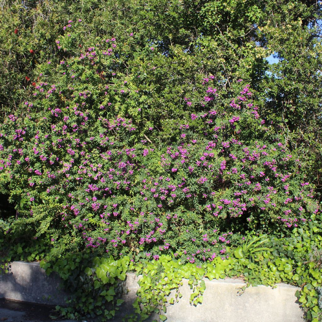 Lespedeza thunbergii